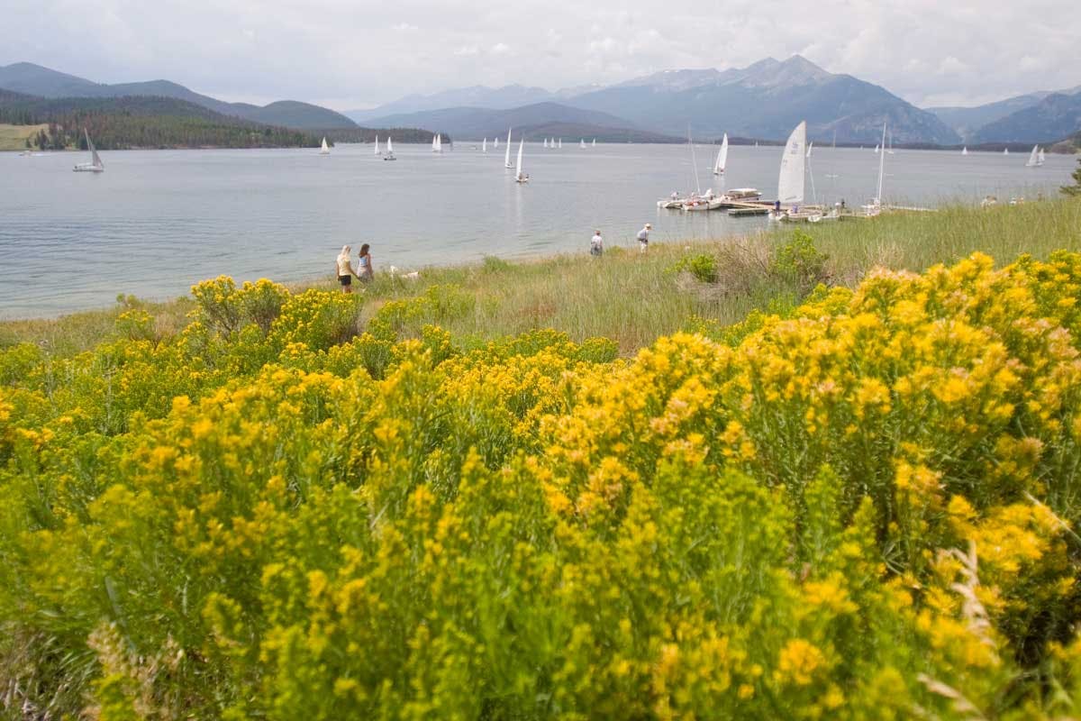 Yellow flowers cover a meadow on the shores of Lake Dillion. On the lake, sailboats drift with the breeze across the water. 