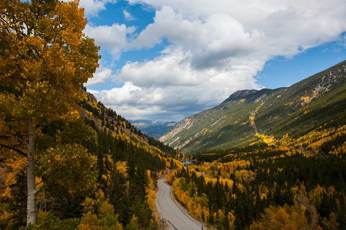 Vibrant, pumpkin-orange leaves mix with evergreen boughs over a mountain highway at Guanella Pass in Colorado.