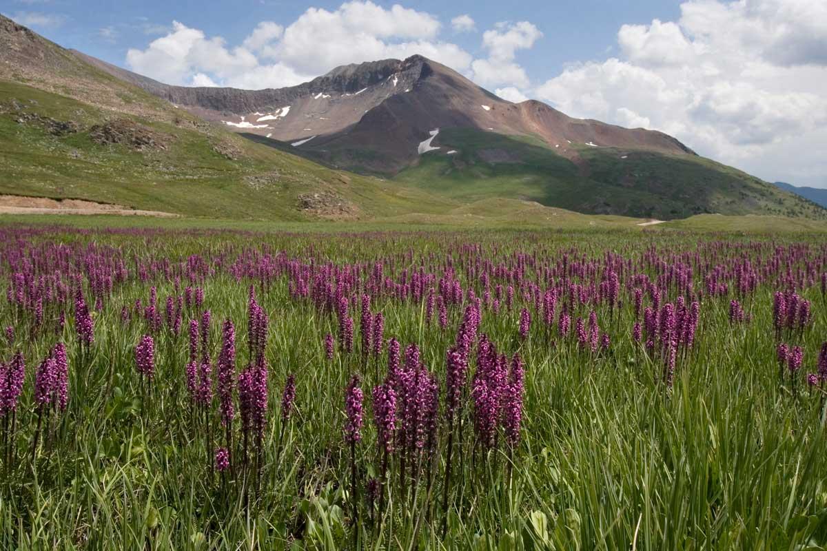 Purple wildflowers on Engineer Pass near Silverton