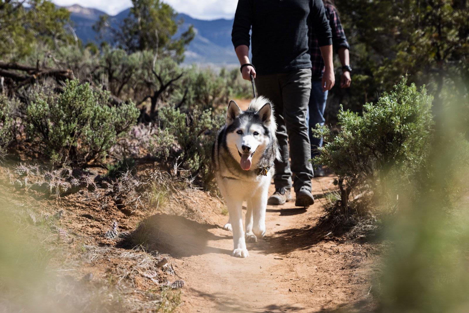 Two hikers (just their torso to their feet) walk a white dog on a red-dirty path. The plants surrounding are a dark green and are scrubby. In the distance mountain peaks meet a white sky. 