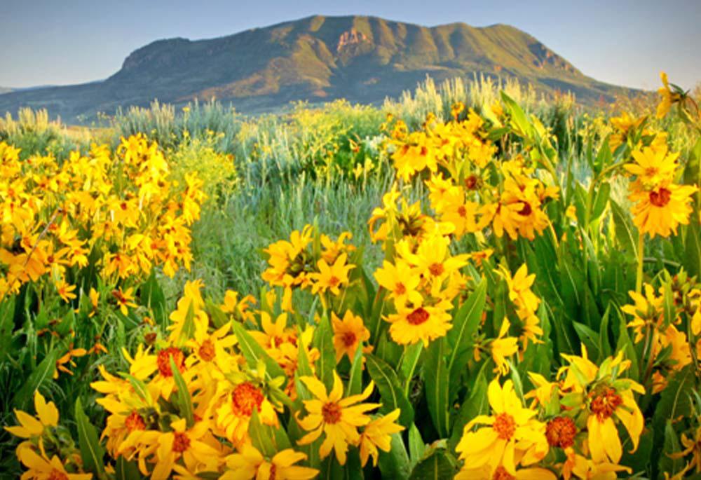 Bright yellow wildflowers with a mountain in the background