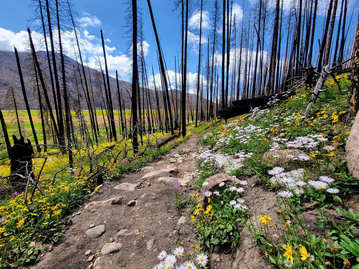 A dirt path with green grass and wildflowers sits between burnt trees with no leafs on a blue-sky day. There's a mountain in the distance in Rocky Mountain National Park.