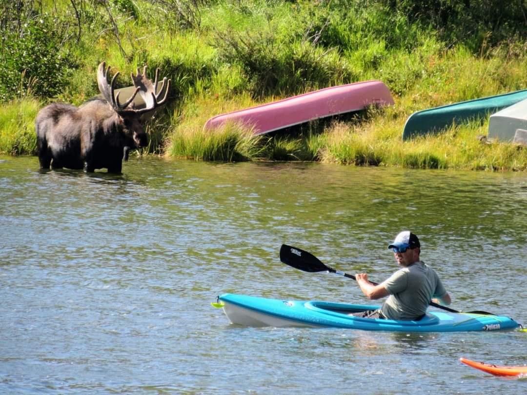 A man in a blue kayak near Grand Lake looks away from a bull moose that stands in the water near the green-grass shoreline.