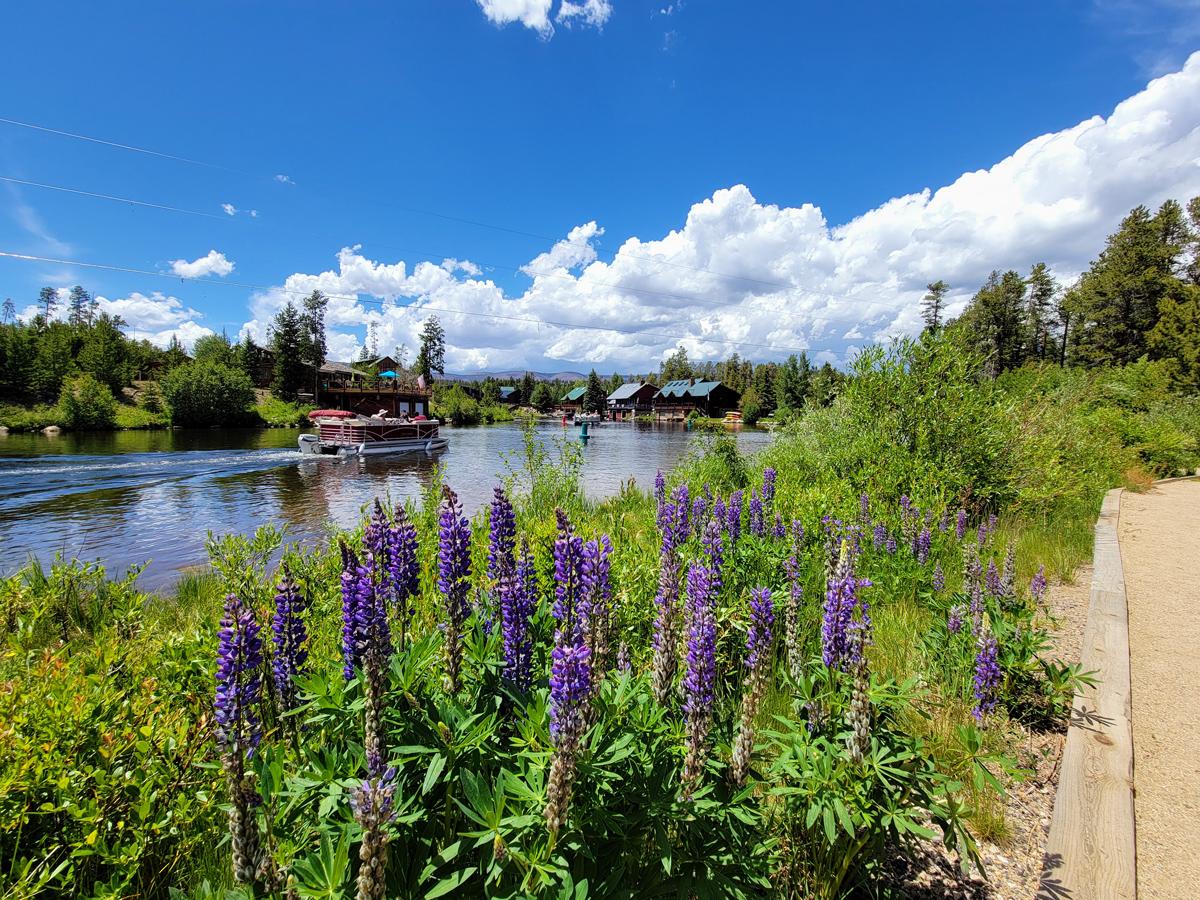 Purple wildflowers bloom near the water at Point Park in Grand Lake, Colorado. A small leisure boat passes by on the water.