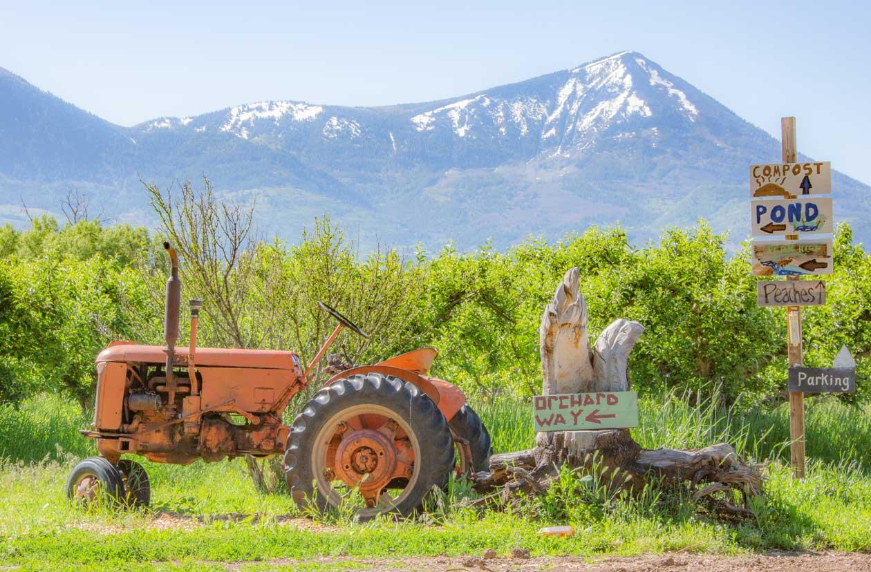 A tractor parked in front of an apple orchard