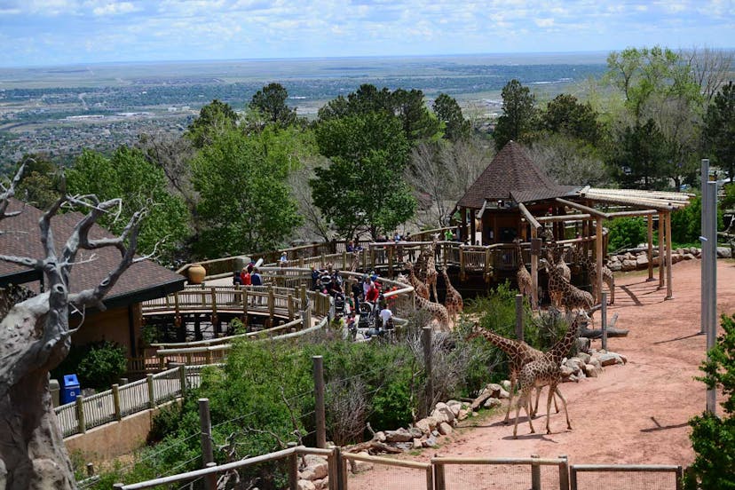 Aerial view of a giraffe enclosure