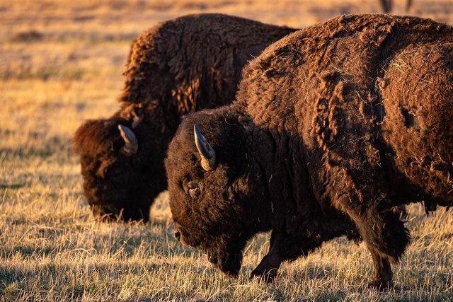 two bison graze on grass