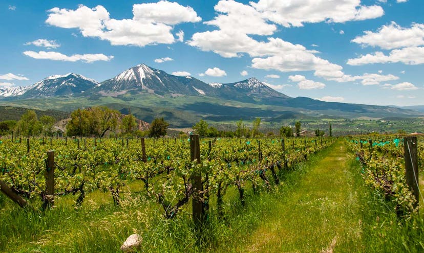 Lush green vinyard edges up to the side of a snowcapped mountain