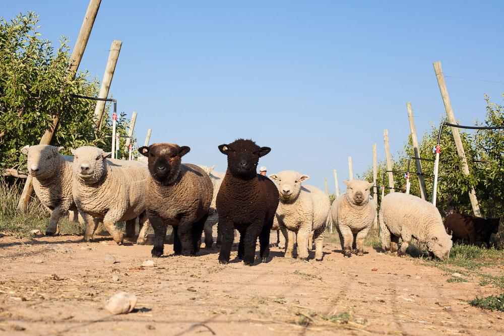 Eight adorable sheep that look like stuffed animals walk between vineyard vines; most are fluffy and white, but one is black and one is somewhere in between