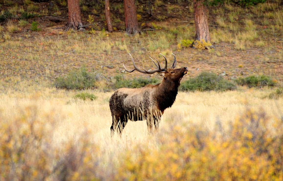 Among tall yellow grasses a single elk bugles with its head tossed back. 