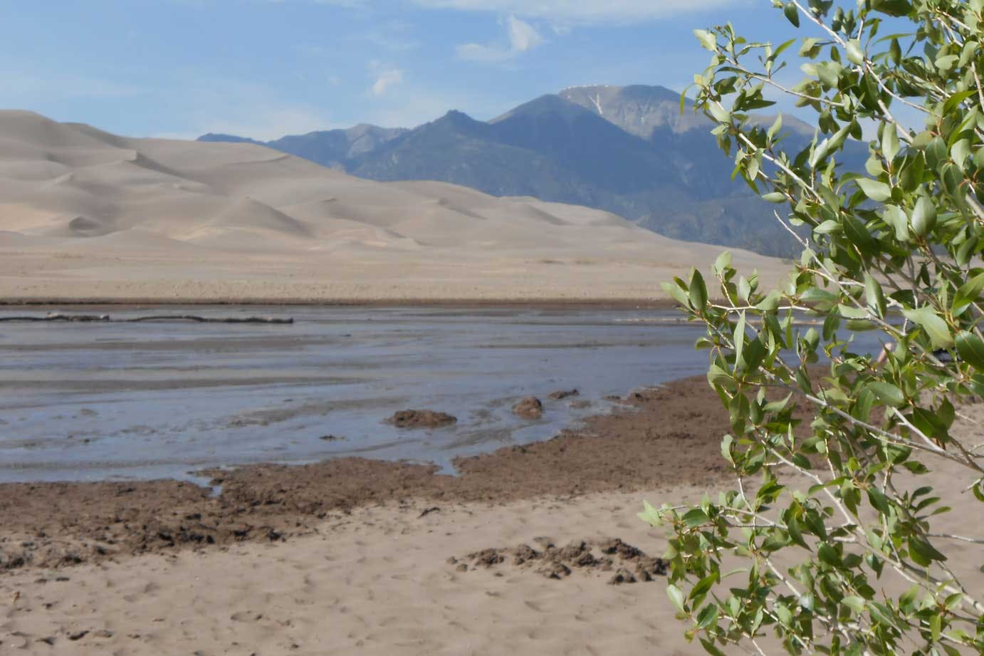 Medano Creek, a naturally occurring spring that comes from snowmelt, is flowing through Great Sand Dunes National Park with sand dunes in the background and in the far back, towering mountains. On the right side of the image greenery blows in the wind on a slightly hazy blue-sky day. 