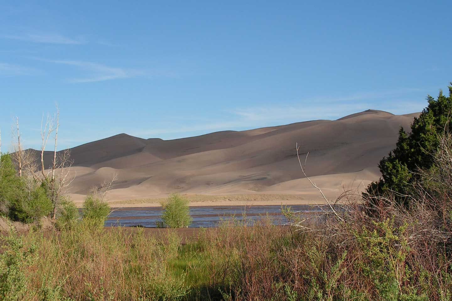 On a clear, blue-sky day, the Great Sand Dunes are shadowed in the background with Medano Creek flowing in the middle. In the foreground scrubby green trees, grasses and bushes are basking in the sun. 