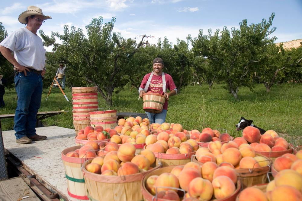 Two men load a truck with peaches in baskets. There is a field of green peach trees behind them.