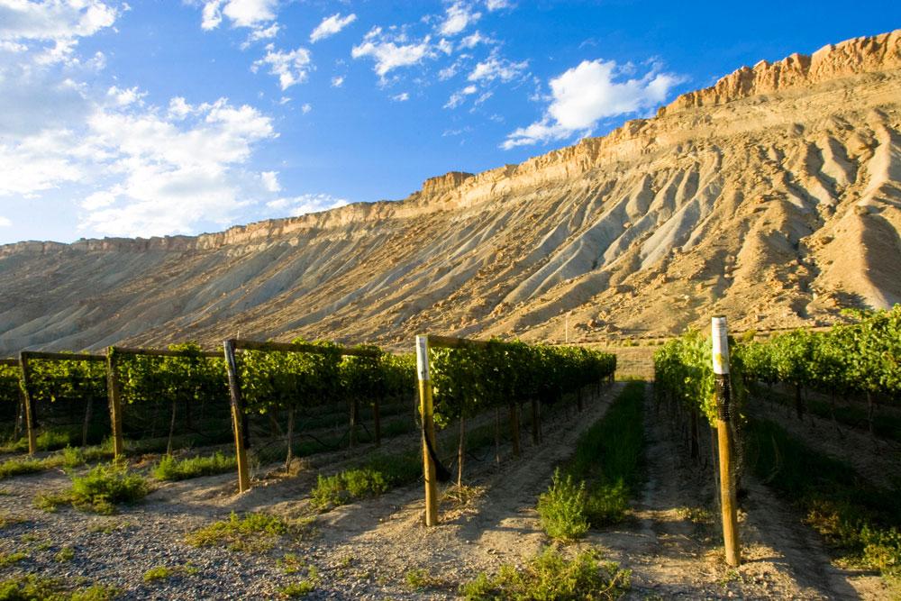 A green row of vines line up beneath a blue sky and a rocky meesa