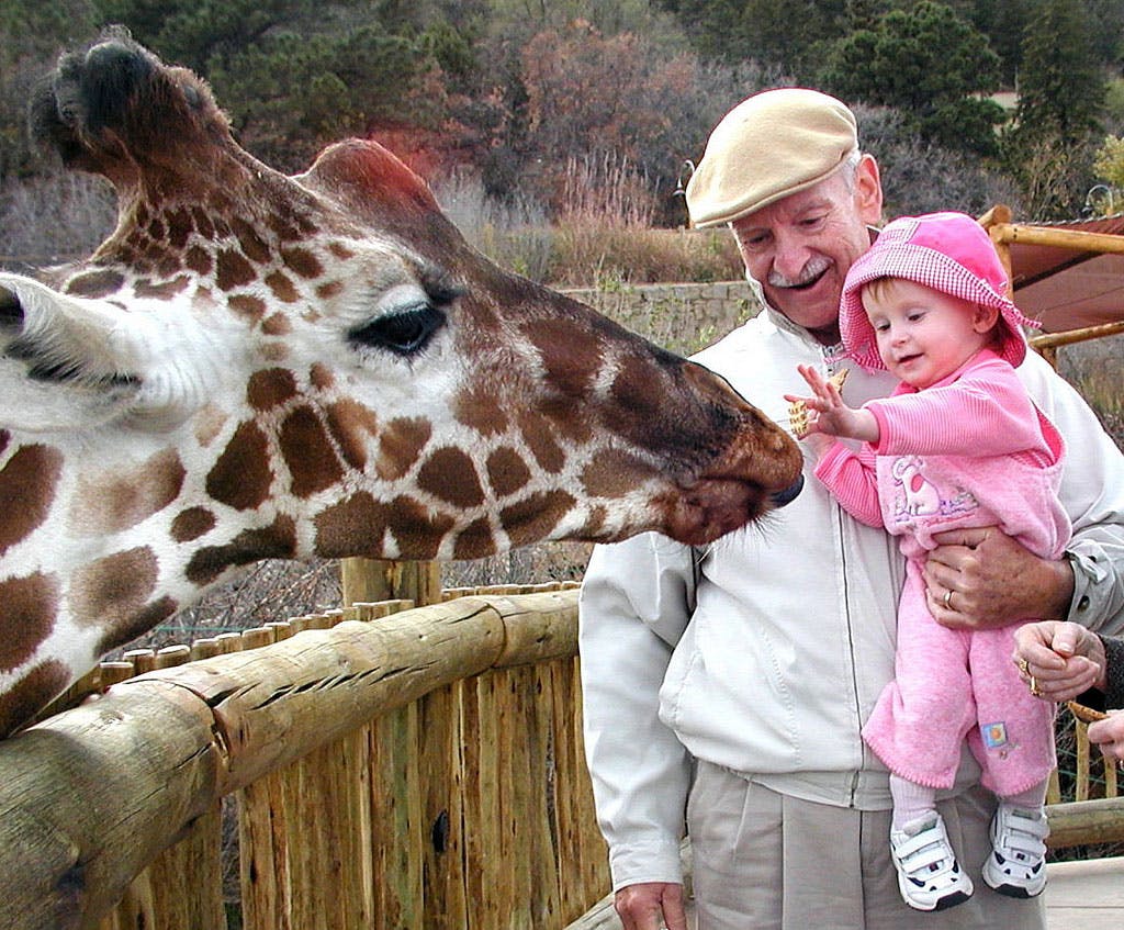 An older man holds a little girl in pink as she feeds a giraffe who's leaning its giant neck over its enclosure