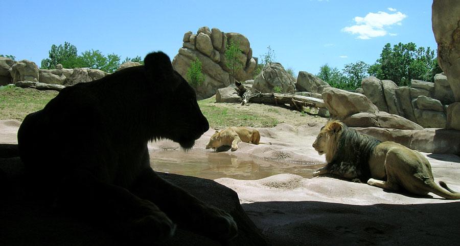 A shaded profile of a female lion sitting in her habitat; beyond, we see a blue sky and rocks and trees for her to climb on