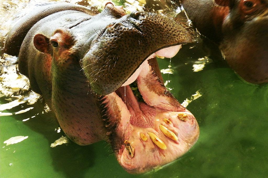 A hippo opens it's mouth as wide as it can. We see its pink tongue. Green water surrounds it.