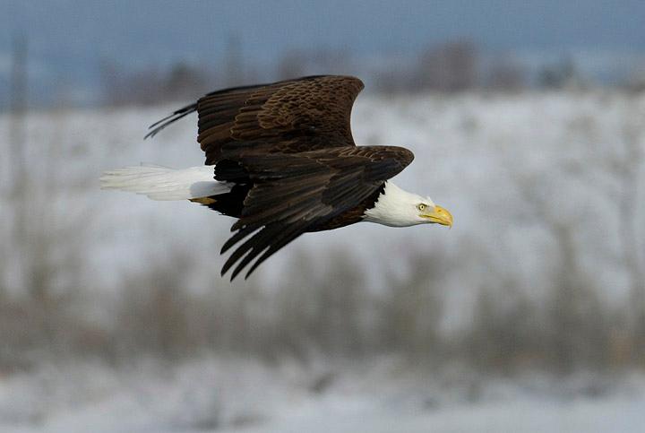 A bald eagle flies across the landscape