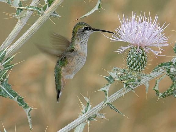 A hummingbird hovers over a flowering plant