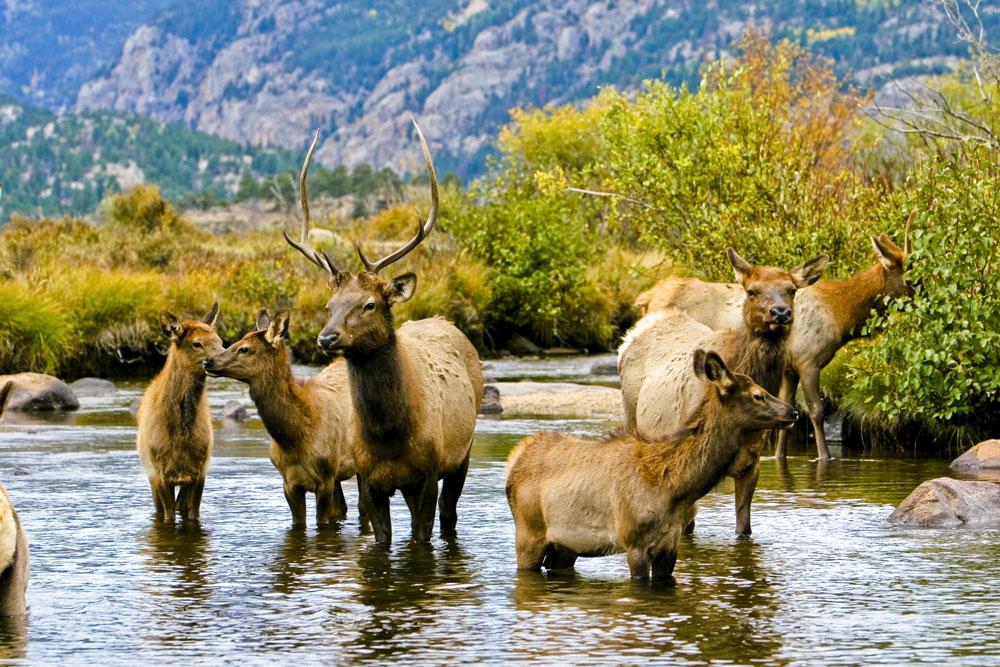 Elk in Rocky Mountain National Park