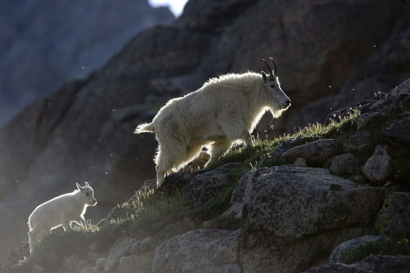 mountain goat and kid climbing on rocks