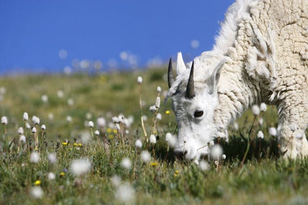 Mount Evans