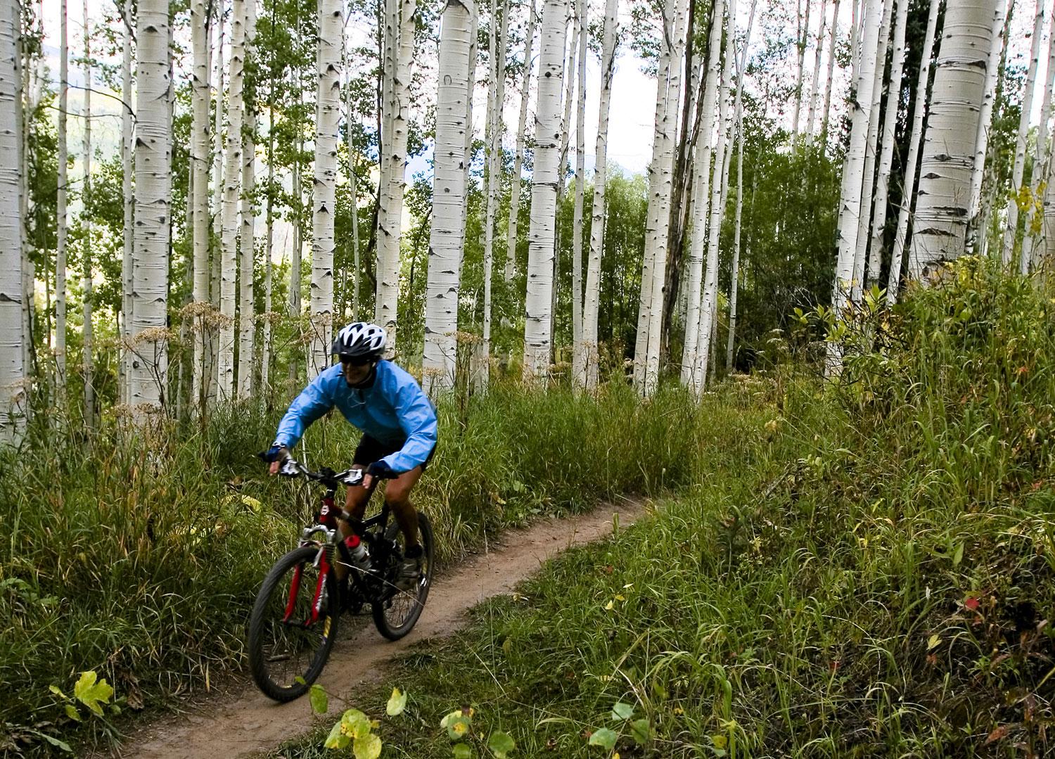 A rider bikes through a dirt path near Vail. Either side of the path is lined with tall white aspens and tall, green grasses.