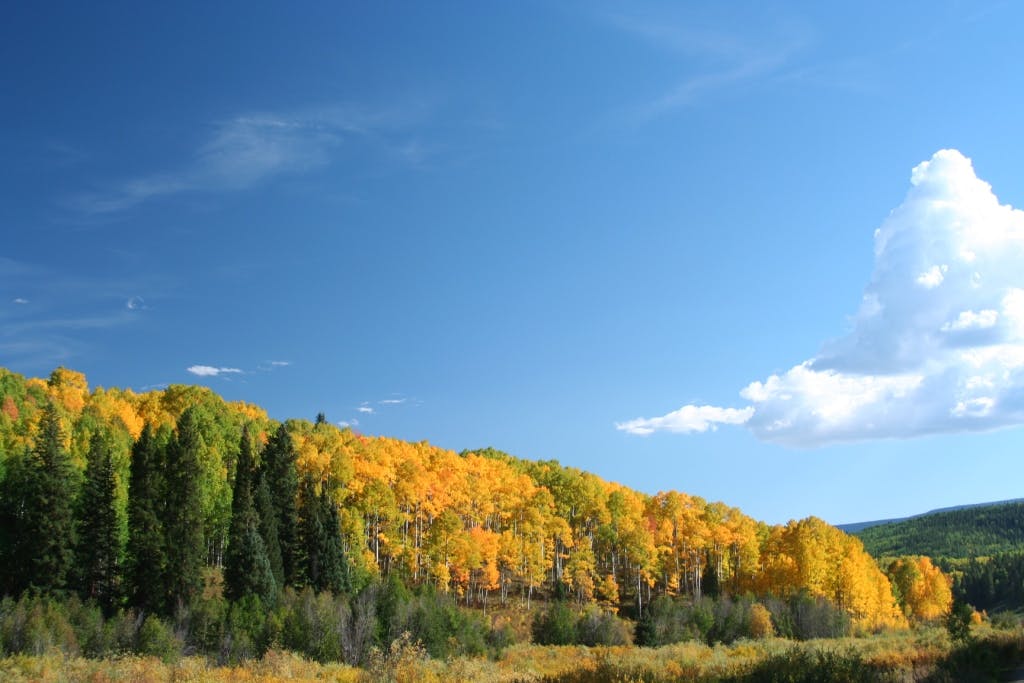 Golden aspen trees cover a hill with evergreen trees to the left with a blue sky and white clouds. In the foreground there are green bushes and grass.