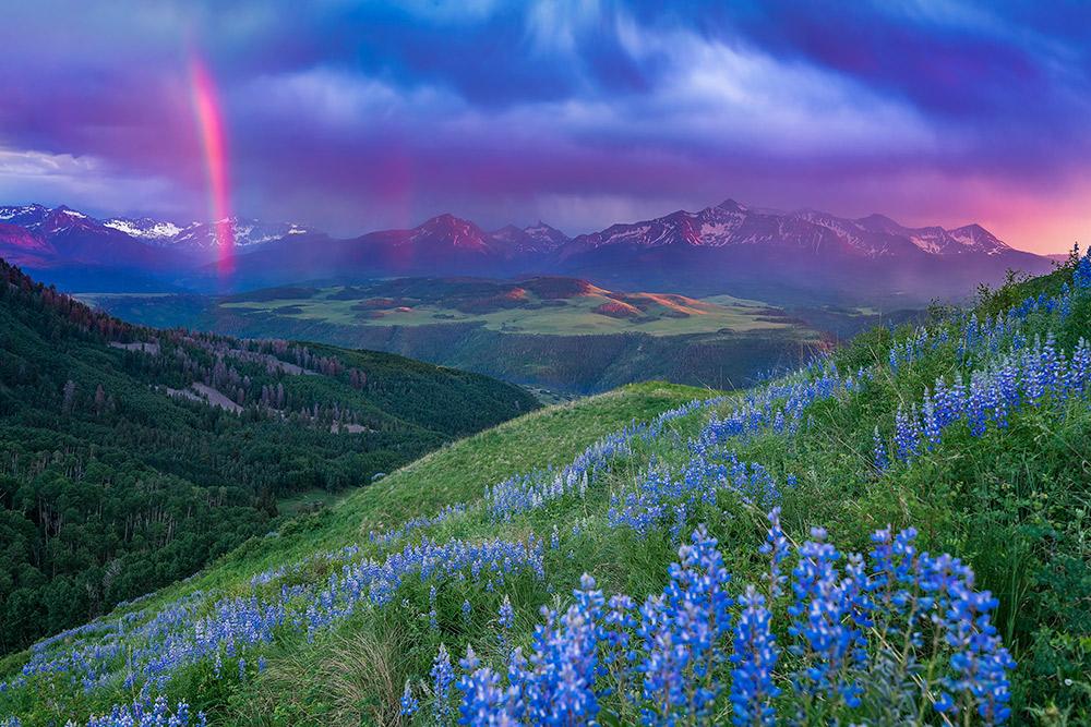 A purple and pink sky sits above green mountains with blue wildflowers on a ridge. There are snow-covered mountain peaks in the distance.