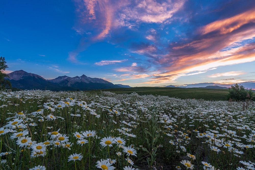 Pink clouds dot the blue sky as the sun sets over a field of white daisies with a mountain in the background.