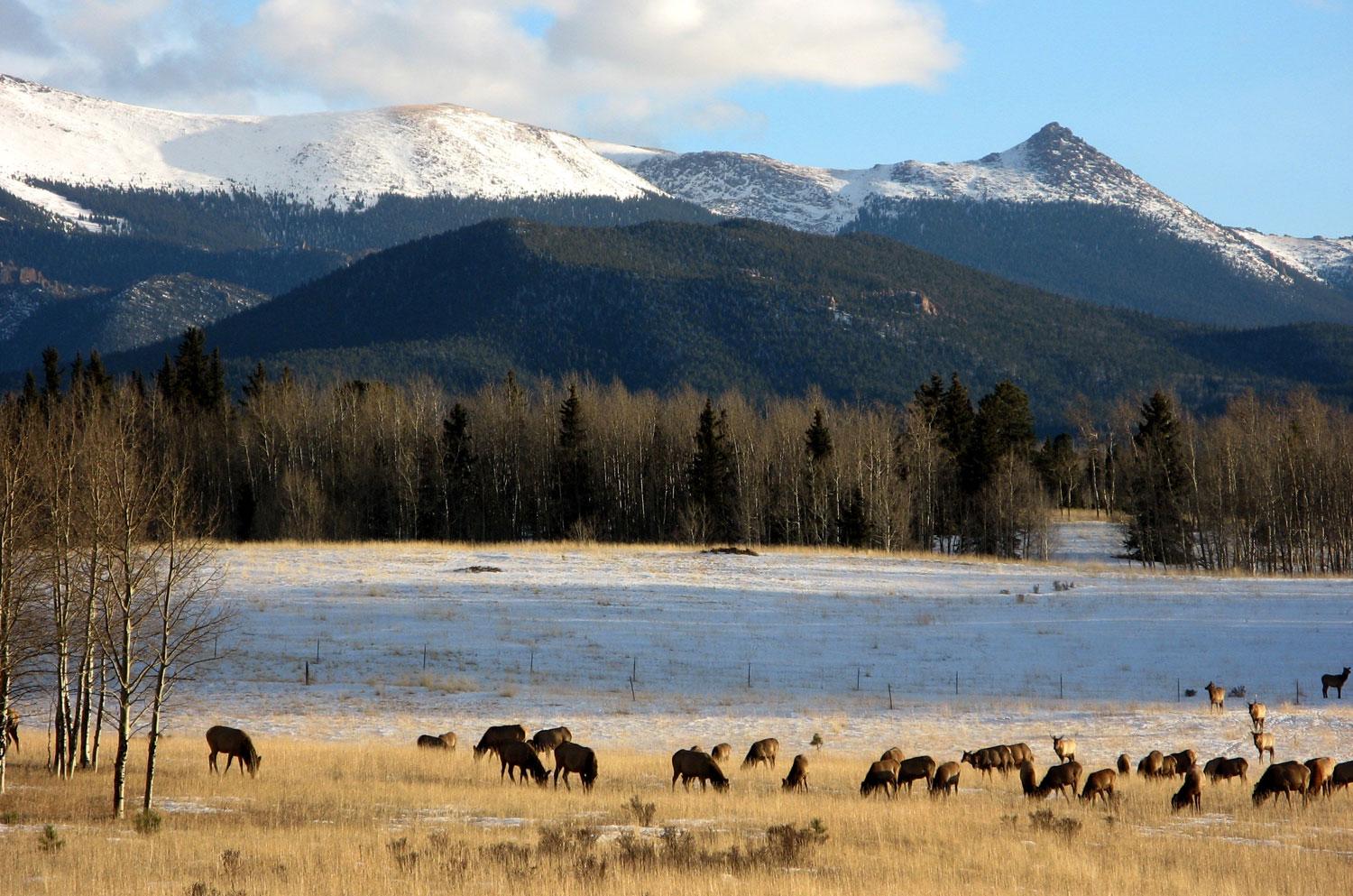 Animals grazing by a lake with mountains in the background