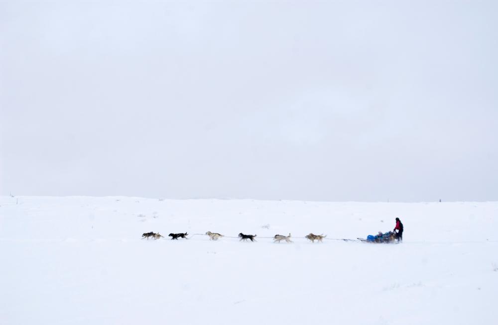 In a hazy, snowy landscape a dog sled makes its way across a snow-covered landscape.