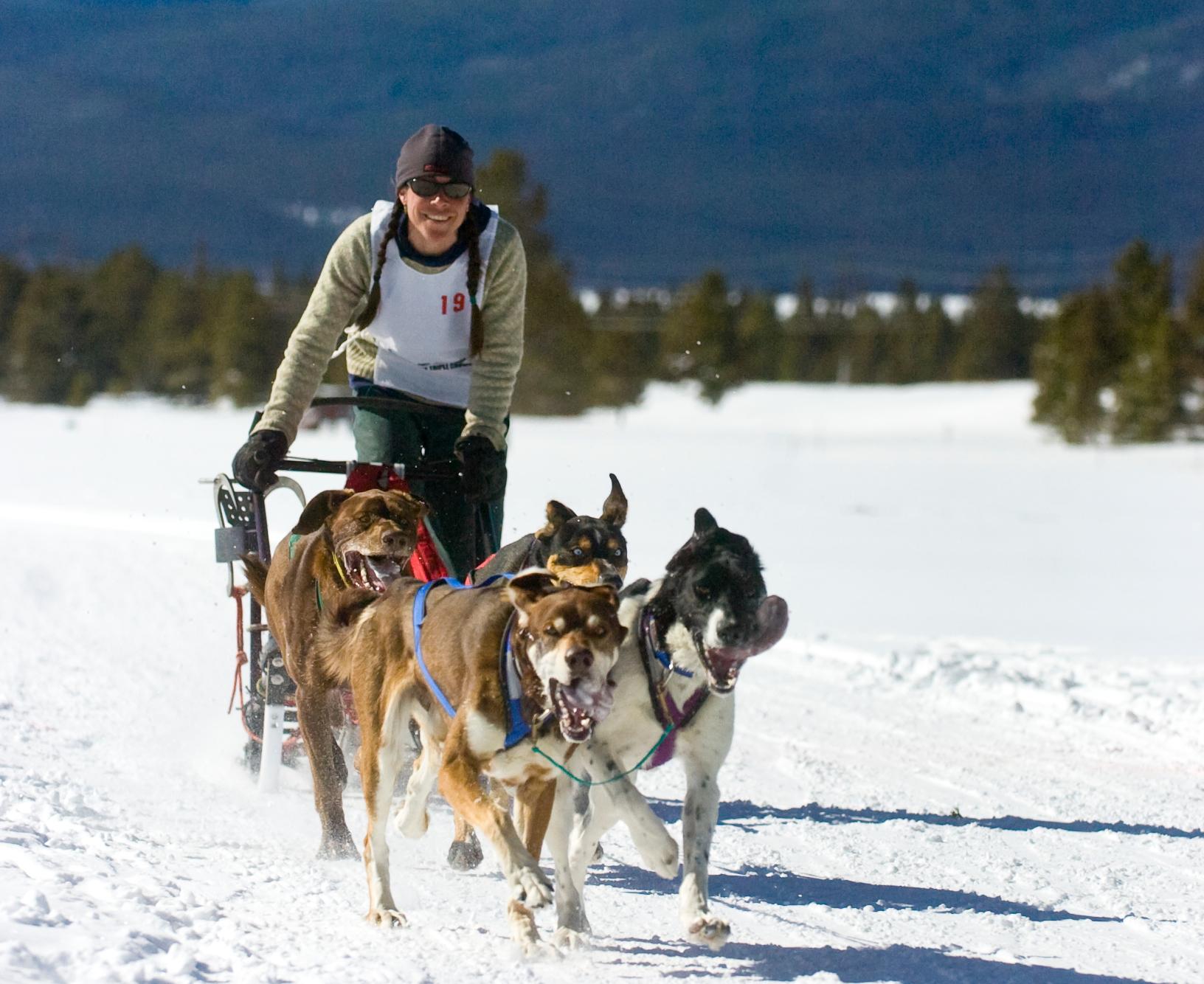 A dog-sled rider urges on four dogs that run through a snowy meadow.