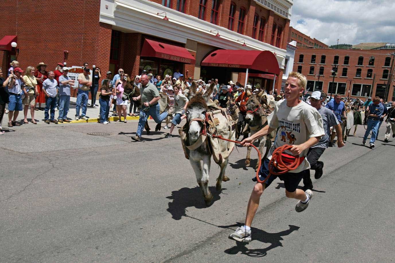 A man runs a donkey down a street with other people running donkeys in the background. Red-brick buildings sit in the back of the image and spectators cheer from the streets.