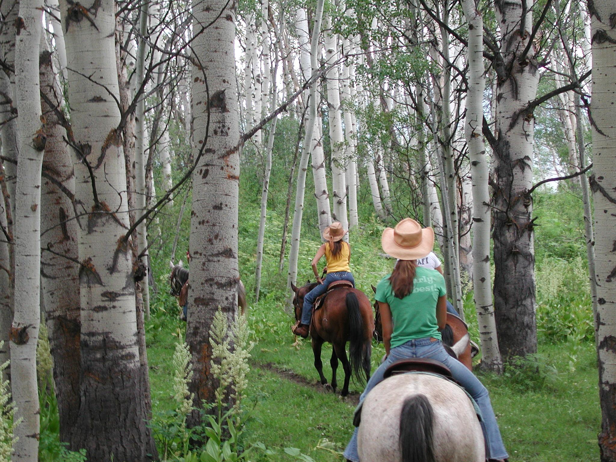 From behind, we see two horseback riders walking between white-barked aspen trees along a green trial. Both riders wear cowboy hats.