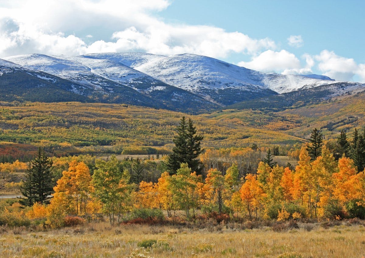 The early stages of fall are in Twelvemile Valley with golden aspens intermixed with green trees. The sky is blue with cloud coverage above snow-peaked mountains and a mixture of green and brown grasses on the hills below.