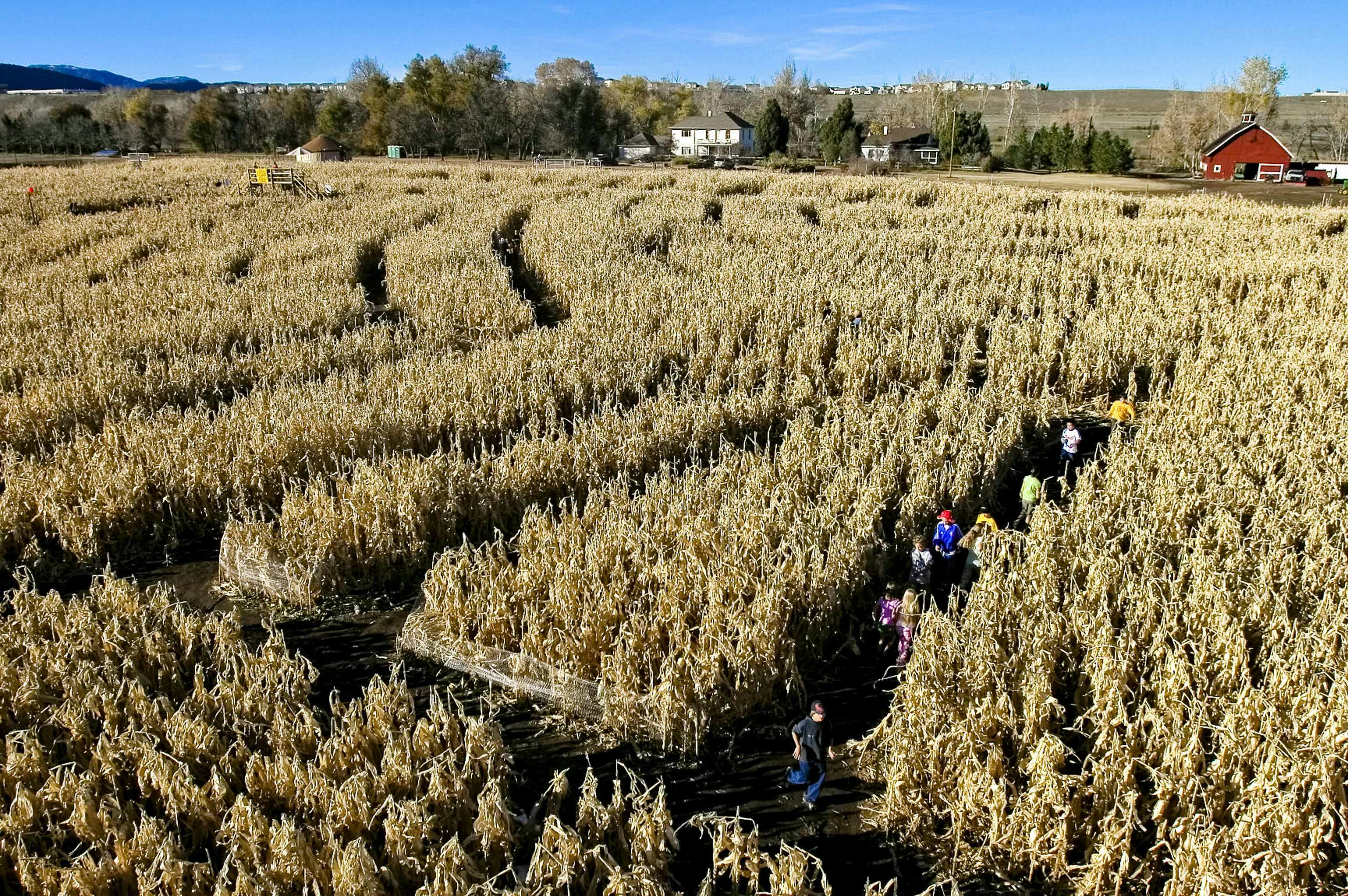 An aerial view of a corn maze with a barn in the distance