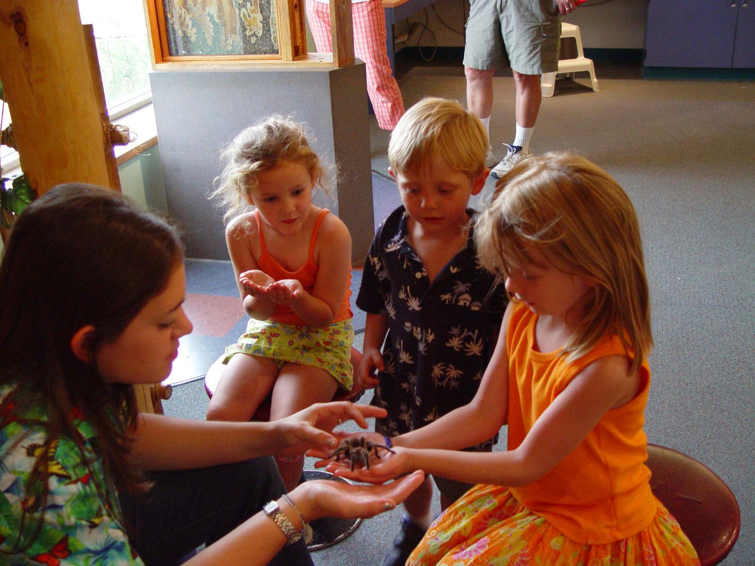 An adult helps three little kids handle a tarantula in a classroom