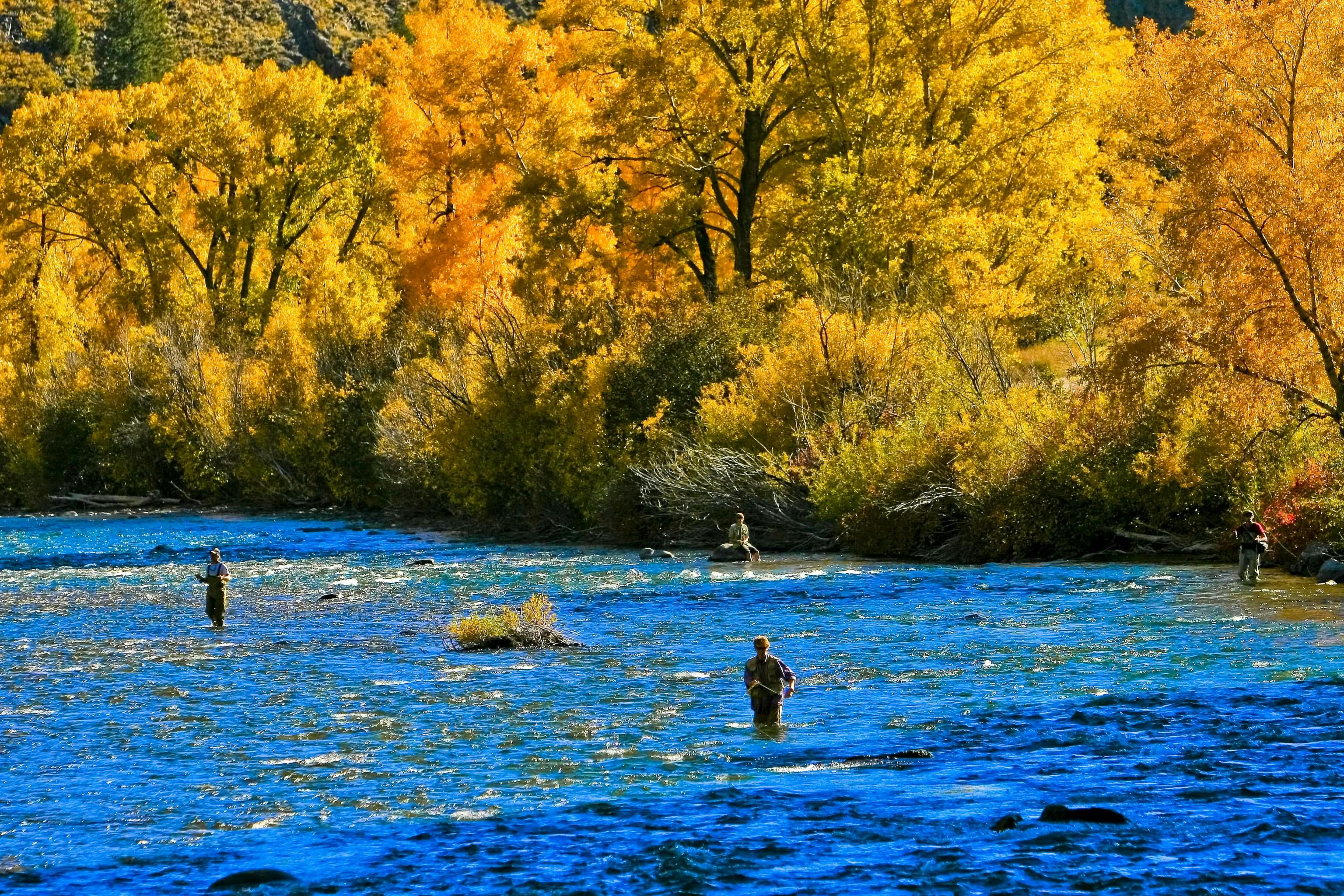 Four people fly fish in the middle of the blue Gunnison River. On the left bank there are golden trees and vegetation.