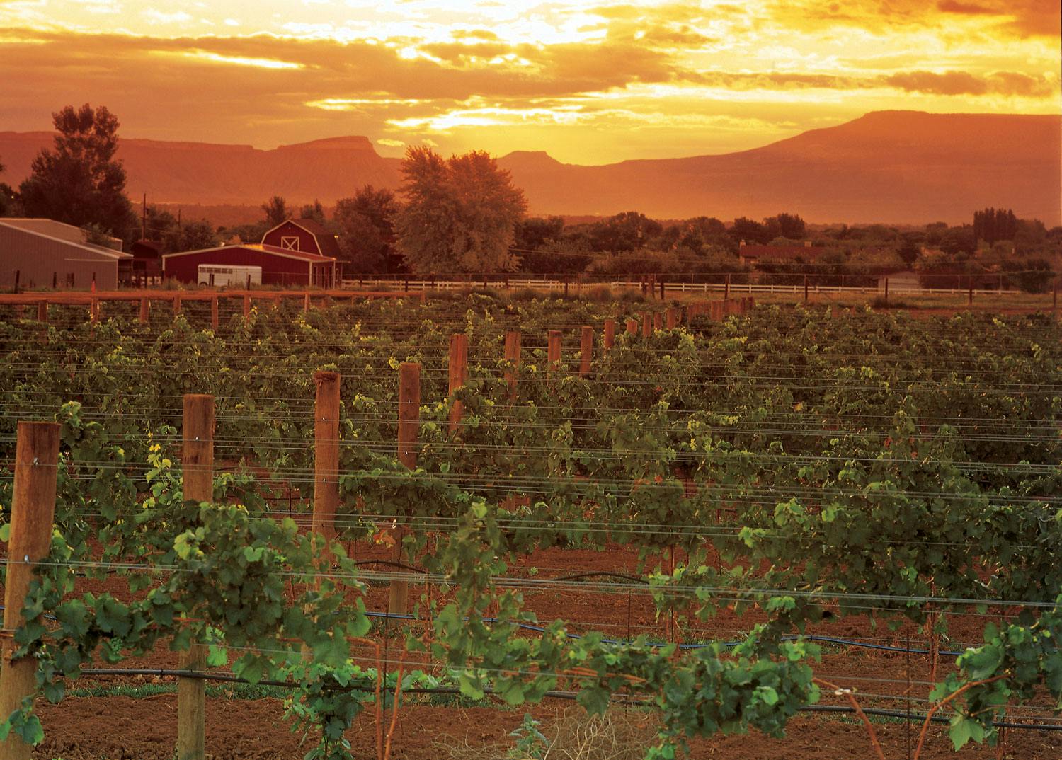 A Grand Junction vineyard at sunset sits under a yellow sky with clouds. In the distance a red barn is surrounded by green-leafed trees. The vines are green and are in line with wooden fence posts.