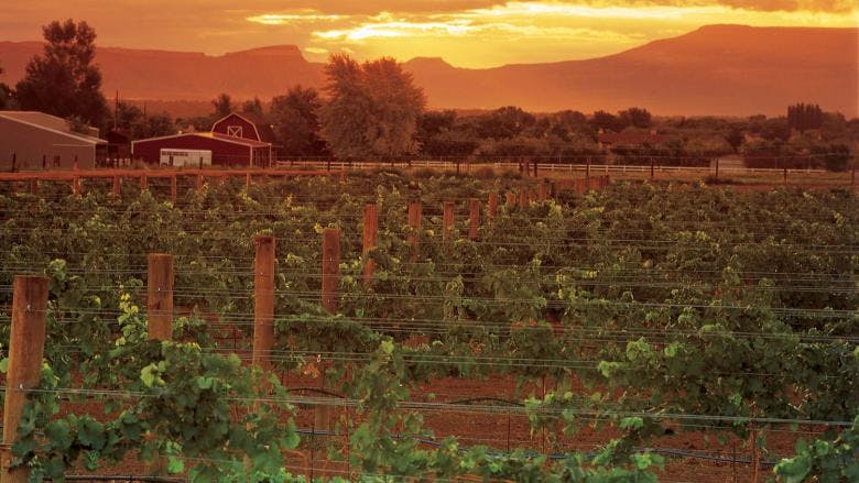 The sun sets under an orange sky over a vineyard with green vines in rows; a red barn can be seen in the distance