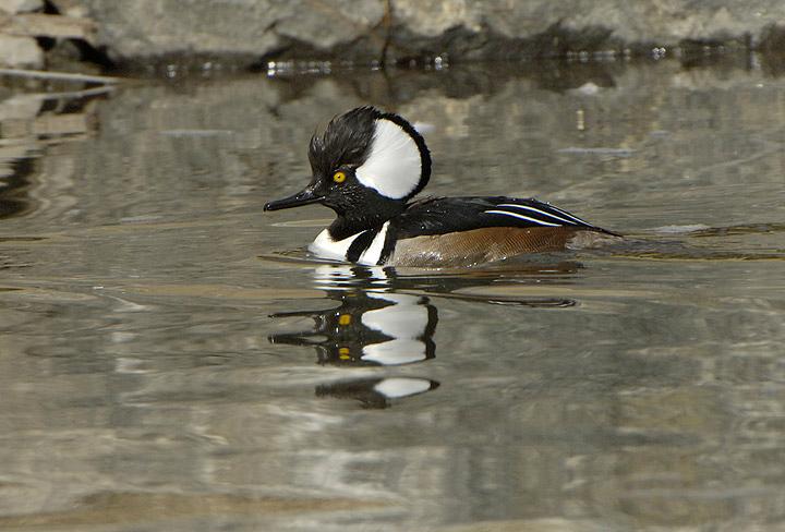 A small duck swims across the water