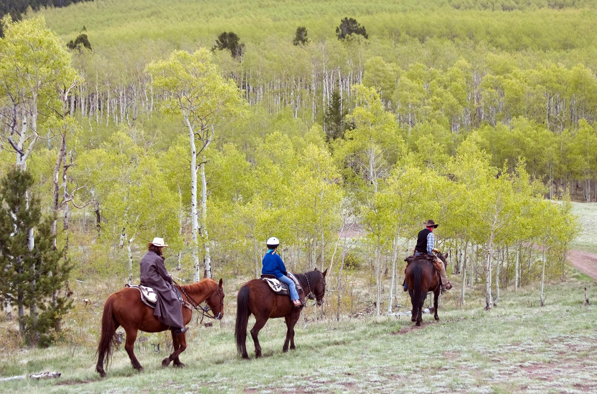 Three riders, two with wide-brim hats and one with a helmet, ride brown horses through a young forest of aspens near Buena Vista.