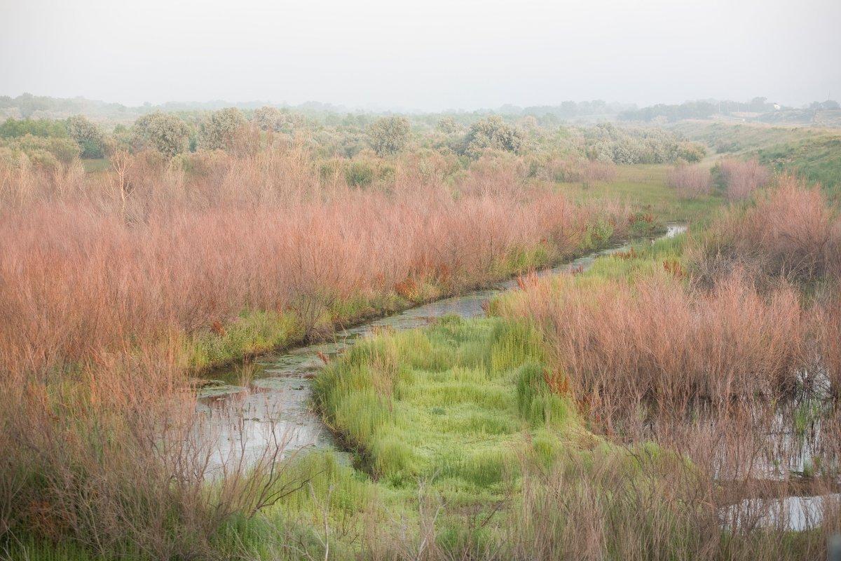 A river with green grass flows with pink-hued plants on a hazy day.