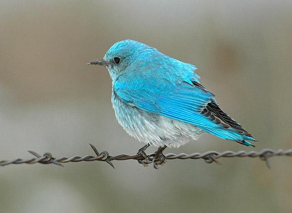 A Colorado mountain bluebird is a perched on a small branch