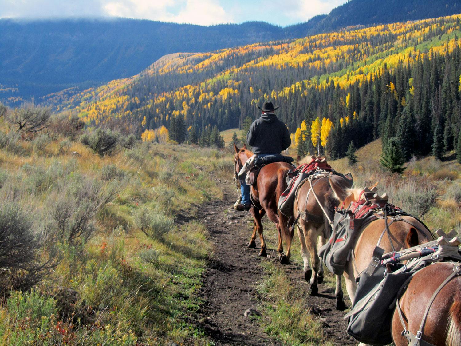 A lone cowpoke rides at the front of a line of horses laden with supplies. They head out on a pack trip near Meeker, Colorado.