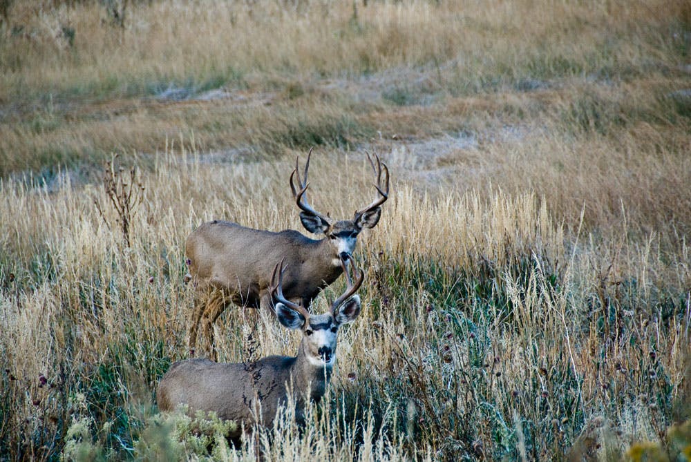 A large mule deer roams through a grassy field