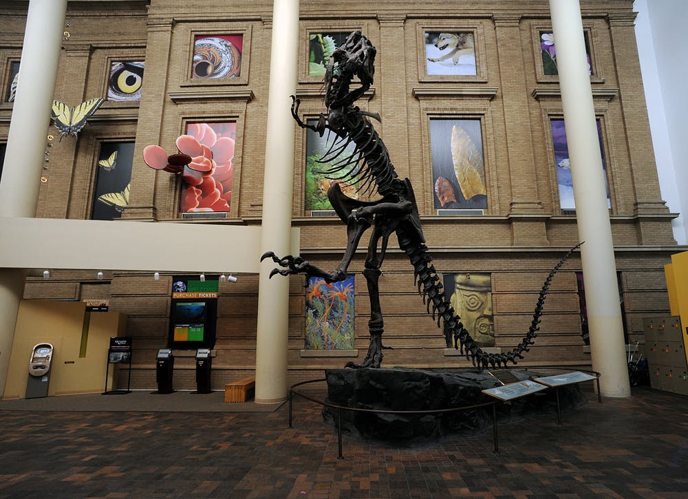 The fossilized skeleton of a Tyrannosaurus rex poses on a clawed foot at the Denver Museum of Nature & Science. 