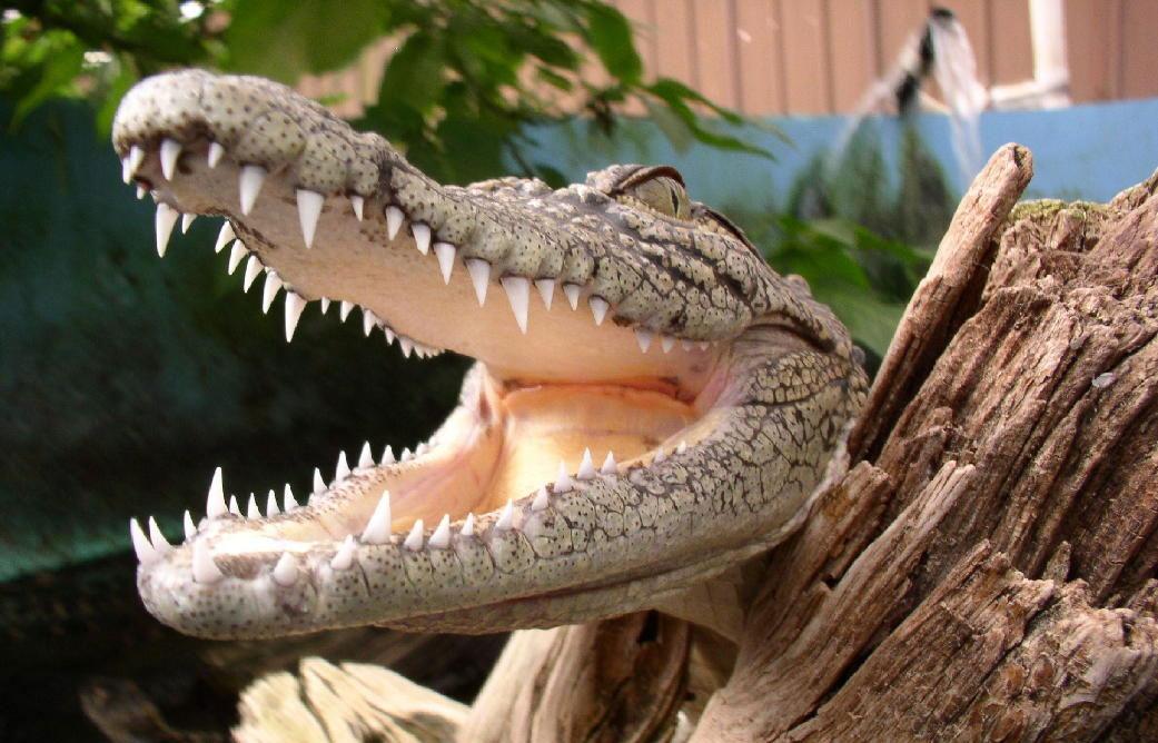 A gator opens wide, showcasing it's very sharp teeth to the camera