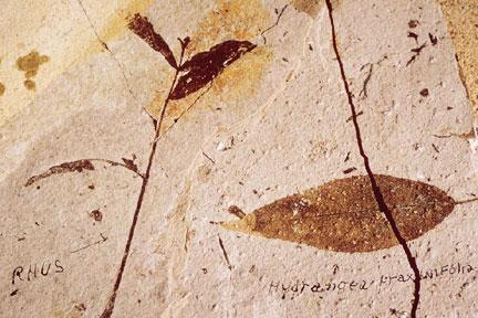 Brown imprints of ancient fossilized plants are very clear on a white rock surface at Colorado's Florissant Fossilbeds National Monument.